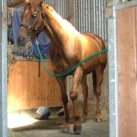 Tuff Tread Mat (Stable Mats) - Image 3